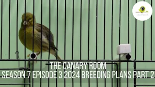 The Canary Room Season 7 Episode 3 - Fife Breeding plans part 2