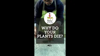 Why do your plants die ? Annu ke Nuskhe