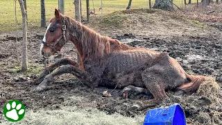 Defeated horse goes through incredible transformation