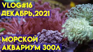 vlog #16 | морской аквариум 300 л | кораллы в морском аквариуме | содержание морского аквариума