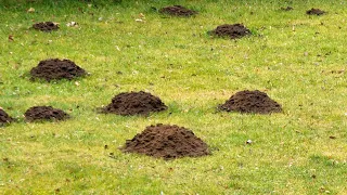 How To Prevent Moles From Destroying Your Yard