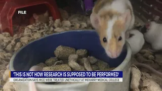 Organization says mice were treated unethically at Meharry Medical College