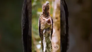 Potoos: How Potoo Camouflage #potoo #birds #animalfacts