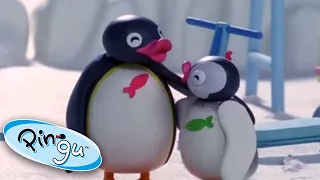 Crazy Play Date with Pingu and Pinga | Pingu Official | Cartoons for Kids