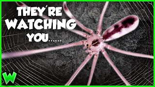 EVERY Spider in Your House RIGHT NOW - and what to do about them (ft. @travismcenery2919 )