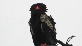 Bateleur