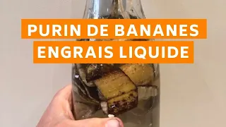 Purin peau de bananes, engrais naturel parfait pour vos tomates !