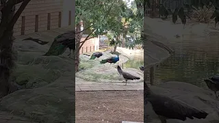 Павлины на Приморском бульваре. #павлин #павлины #птичийдвор #peacock #peacocks #birds #птицы #bird