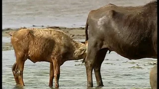 Documentaire Animalier Chroniques de l'Asie Sauvage DVD 3/3