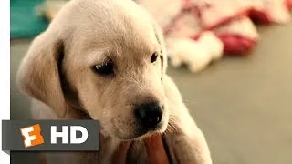 Marley & Me (1/5) Movie CLIP - Clearance Puppy (2008) HD