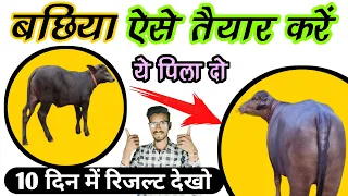 बछिया कैसे तैयार करें?calf ko mota kaise kare🐄katda taiyar kaise karen✌️calf ka weight kese badhaye