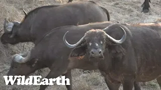 WildEarth - Sunrise Safari -  24 September 2023