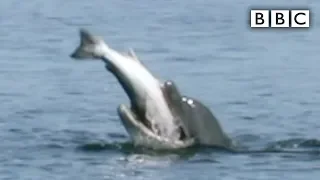 Dolphin bites off more than it can chew! - BBC