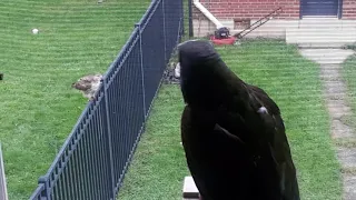 Hawk attacking my parrot in my window