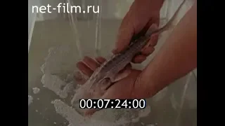 Рыбы Каракумской пустыни: лжелопатонос, белый амур, толстолоб