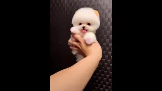 Funny and Cute Pomeranian 🐶 Tik Tok Mini Squirrel Dog😘 #shorts