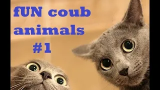 FUN coub animals #1 /Смешные ролики с животными ноябрь 2018