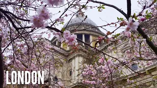 Spring London Walk | Cherry Blossom | St Paul's Cathedral London Walking Tour