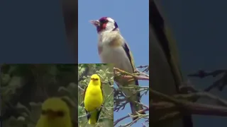 The Enchanting Songs of Orioles and Goldfinches" #shortsfeed