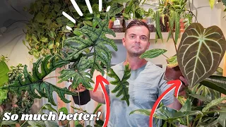 I changed ONE thing and got HUGE results | houseplant care tips