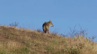 Berating A Dog She Doesn't Like As She Follows