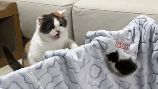 The cat that was an only child for 5 years meets a baby kitten! How will she react?