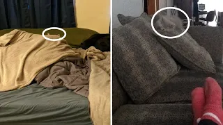 Cats Who Are The True Masters Of ‘Hide And Seek’