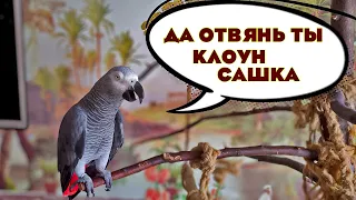 ✅ ДА ОТВЯНЬ ТЫ❗️ КЛОУН - САШКА❗️🐦ЖАКО ПЕТРУНЯ #смешныеживотные