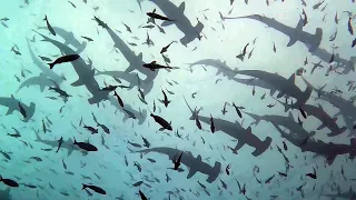 Diving in Galapagos 17 24 October 2022