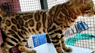 Bengal cat 😻 amazing bengal cats😺 bengal cat