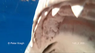 Great White Shark surprises cameraman, Part 2