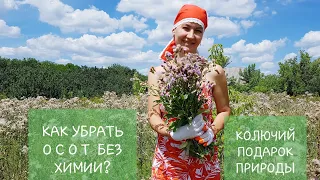 Борьба с ОСОТОМ! Кто победит?