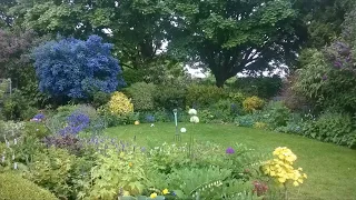 Pruning a Ceanothus