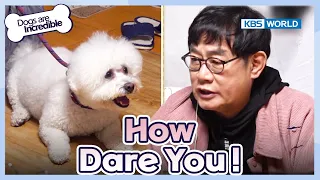 How dare you!😠 [Dogs Are Incredible : EP.213-2] | KBS WORLD TV 240402