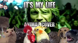 Bon Jovi - It's My Life (Animal Cover)