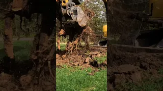 Caterpillar 305 E2 Excavator Digging Up Huge Tree Stumps (Powerful Video)