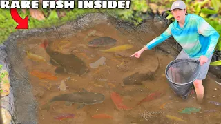 I Found ABANDONED Aquarium Fish Living in MUD POND!