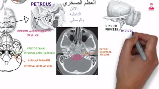 Petrous bone