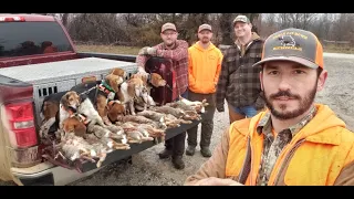 Rabbit Hunting with beagles January 27, 2024 Limits (24 Big Missouri Rabbits)