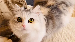 ちゅ〜るのＣＭ動画を撮ろうとしたらパパの天然が炸裂し愛猫の顔面も崩壊しました🥹【スコティッシュフォールド】