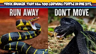 Top 10 Poisonous Snake in the World | Top 10 Venomous Snake in the World | Dangerous Snakes