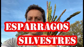 Como Recolectar Esparragos Silvestres