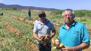 A PRODUÇÃO DE CEBOLA NO SERTÃO PERNAMBUCANO. UMA PALESTRA COM PEDRO DE COMPADRE EM SALGUEIRO-PE.