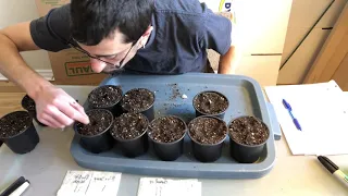 Planting cannabis seeds in living soil.