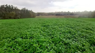 Późny Siew Poplonu Czy Ma To Sens ? Gorczyca po Rzepaku ?