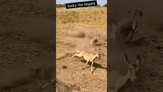 lucky the impala