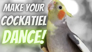 How to Make your Cockatiel Dance