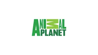 Logo Sting (Animal Planet) Version 1