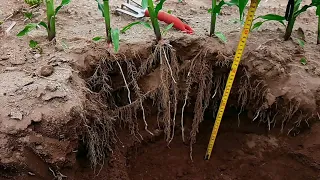 Atider Maíz Alto Rendimiento.- como es una planta de maíz en etapa fenológica de  V5