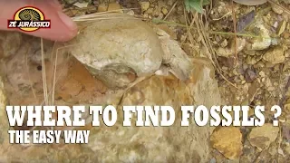 Where to find fossils ?  The easy way.